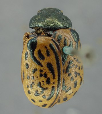 BE-RBINS-ENT Calligrapha_317 Calligrapha philadelphica Dorsal.jpg