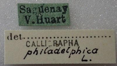 BE-RBINS-ENT Calligrapha_317 Calligrapha philadelphica Label.jpg BE-RBINS-ENT Calligrapha_317 Calligrapha philadelphica Label.jpg