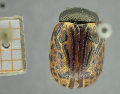BE-RBINS-ENT Calligrapha_318 Calligrapha philadelphica Dorsal.jpg BE-RBINS-ENT Calligrapha_318 Calligrapha philadelphica Dorsal.jpg
