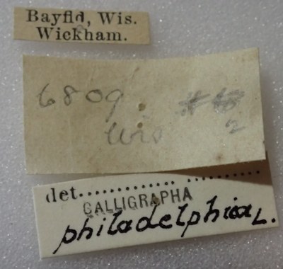 BE-RBINS-ENT Calligrapha_318 Calligrapha philadelphica Label.jpg BE-RBINS-ENT Calligrapha_318 Calligrapha philadelphica Label.jpg