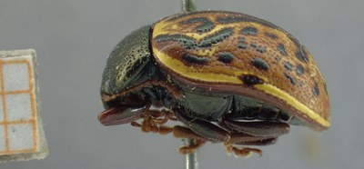 BE-RBINS-ENT Calligrapha_318 Calligrapha philadelphica Lateral.jpg BE-RBINS-ENT Calligrapha_318 Calligrapha philadelphica Lateral.jpg