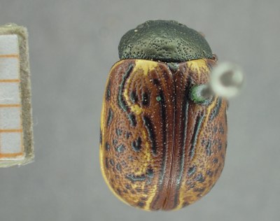 BE-RBINS-ENT Calligrapha_319 Calligrapha philadelphica Dorsal.jpg BE-RBINS-ENT Calligrapha_319 Calligrapha philadelphica Dorsal.jpg