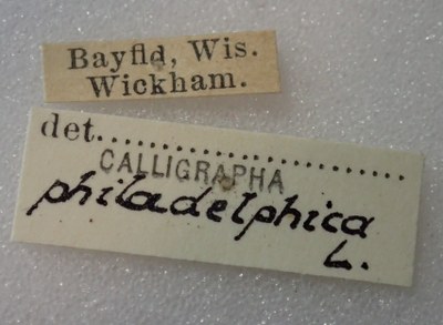 BE-RBINS-ENT Calligrapha_319 Calligrapha philadelphica  Label.jpg