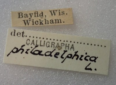 BE-RBINS-ENT Calligrapha_319 Calligrapha philadelphica Label.jpg BE-RBINS-ENT Calligrapha_319 Calligrapha philadelphica Label.jpg