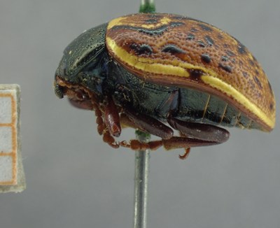 BE-RBINS-ENT Calligrapha_319 Calligrapha philadelphica Lateral.jpg BE-RBINS-ENT Calligrapha_319 Calligrapha philadelphica Lateral.jpg