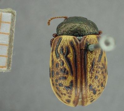 BE-RBINS-ENT Calligrapha_320 Calligrapha philadelphica Dorsal.jpg BE-RBINS-ENT Calligrapha_320 Calligrapha philadelphica Dorsal.jpg