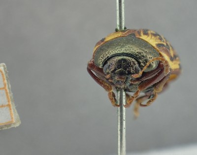 BE-RBINS-ENT Calligrapha_320 Calligrapha philadelphica Frontal.jpg BE-RBINS-ENT Calligrapha_320 Calligrapha philadelphica Frontal.jpg