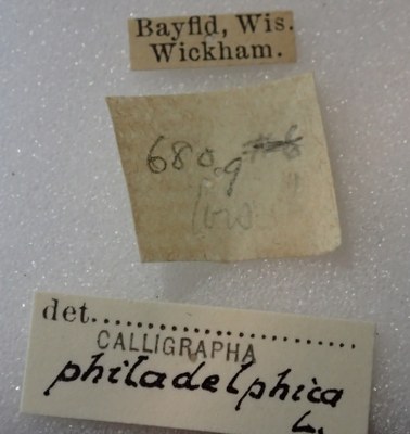 BE-RBINS-ENT Calligrapha_320 Calligrapha philadelphica Label.jpg BE-RBINS-ENT Calligrapha_320 Calligrapha philadelphica Label.jpg