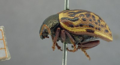 BE-RBINS-ENT Calligrapha_320 Calligrapha philadelphica Lateral.jpg BE-RBINS-ENT Calligrapha_320 Calligrapha philadelphica Lateral.jpg