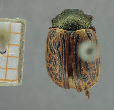 BE-RBINS-ENT Calligrapha_321 Calligrapha philadelphica Dorsal.jpg BE-RBINS-ENT Calligrapha_321 Calligrapha philadelphica Dorsal.jpg