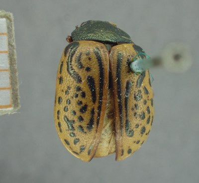 BE-RBINS-ENT Calligrapha_322 Calligrapha philadelphica Dorsal.jpg BE-RBINS-ENT Calligrapha_322 Calligrapha philadelphica Dorsal.jpg