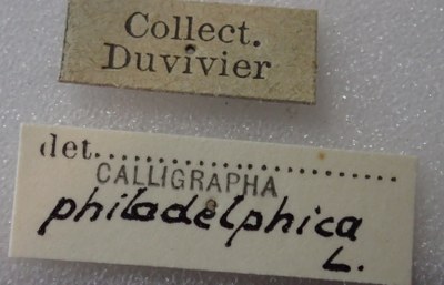 BE-RBINS-ENT Calligrapha_322 Calligrapha philadelphica Label.jpg BE-RBINS-ENT Calligrapha_322 Calligrapha philadelphica Label.jpg
