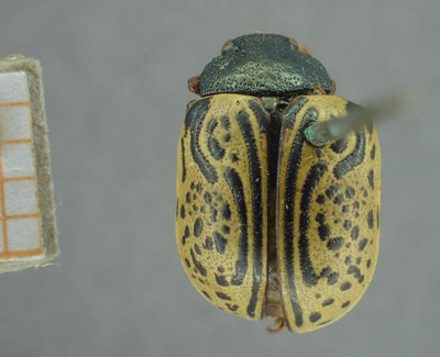 BE-RBINS-ENT Calligrapha_323 Calligrapha philadelphica Dorsal.jpg BE-RBINS-ENT Calligrapha_323 Calligrapha philadelphica Dorsal.jpg