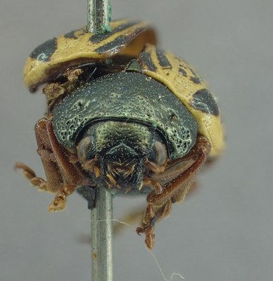 BE-RBINS-ENT Calligrapha_323 Calligrapha philadelphica Frontal.jpg BE-RBINS-ENT Calligrapha_323 Calligrapha philadelphica Frontal.jpg