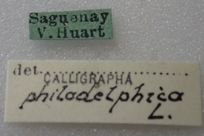 BE-RBINS-ENT Calligrapha_323 Calligrapha philadelphica Label.jpg BE-RBINS-ENT Calligrapha_323 Calligrapha philadelphica Label.jpg