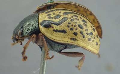 BE-RBINS-ENT Calligrapha_323 Calligrapha philadelphica Lateral.jpg BE-RBINS-ENT Calligrapha_323 Calligrapha philadelphica Lateral.jpg