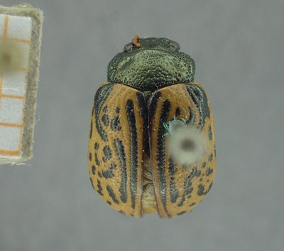 BE-RBINS-ENT Calligrapha_324 Calligrapha philadelphica Dorsal.jpg BE-RBINS-ENT Calligrapha_324 Calligrapha philadelphica Dorsal.jpg
