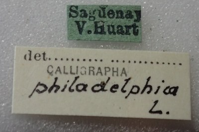 BE-RBINS-ENT Calligrapha_324 Calligrapha philadelphica Label.jpg BE-RBINS-ENT Calligrapha_324 Calligrapha philadelphica Label.jpg