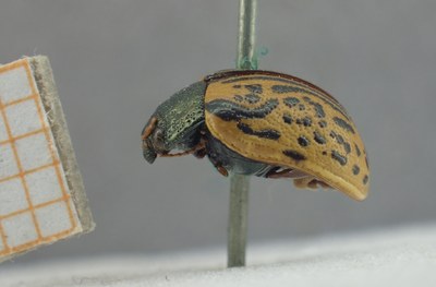 BE-RBINS-ENT Calligrapha_324 Calligrapha philadelphica Lateral.jpg BE-RBINS-ENT Calligrapha_324 Calligrapha philadelphica Lateral.jpg