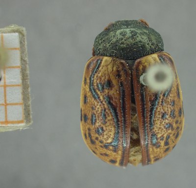 BE-RBINS-ENT Calligrapha_325 Calligrapha philadelphica Dorsal.jpg BE-RBINS-ENT Calligrapha_325 Calligrapha philadelphica Dorsal.jpg