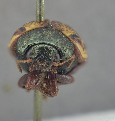 BE-RBINS-ENT Calligrapha_325 Calligrapha philadelphica Frontal.jpg BE-RBINS-ENT Calligrapha_325 Calligrapha philadelphica Frontal.jpg