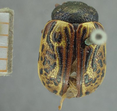 BE-RBINS-ENT Calligrapha_327 Calligrapha philadelphica Dorsal.jpg BE-RBINS-ENT Calligrapha_327 Calligrapha philadelphica Dorsal.jpg