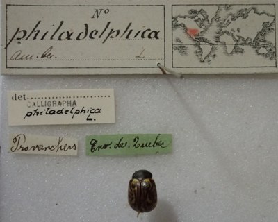 BE-RBINS-ENT Calligrapha_327 Calligrapha philadelphica Label.jpg BE-RBINS-ENT Calligrapha_327 Calligrapha philadelphica Label.jpg