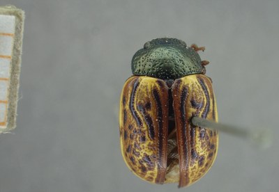 BE-RBINS-ENT Calligrapha_328 Calligrapha philadelphica Dorsal.jpg BE-RBINS-ENT Calligrapha_328 Calligrapha philadelphica Dorsal.jpg
