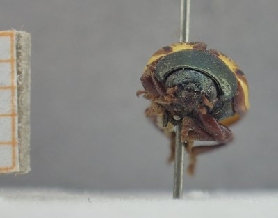 BE-RBINS-ENT Calligrapha_328 Calligrapha philadelphica Frontal.jpg BE-RBINS-ENT Calligrapha_328 Calligrapha philadelphica Frontal.jpg