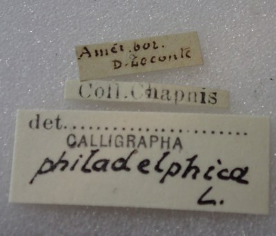BE-RBINS-ENT Calligrapha_328 Calligrapha philadelphica Label.jpg BE-RBINS-ENT Calligrapha_328 Calligrapha philadelphica Label.jpg