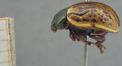 BE-RBINS-ENT Calligrapha_328 Calligrapha philadelphica Lateral.jpg BE-RBINS-ENT Calligrapha_328 Calligrapha philadelphica Lateral.jpg