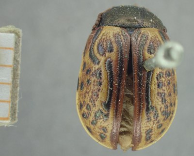 BE-RBINS-ENT Calligrapha_329 Calligrapha philadelphica Dorsal.jpg BE-RBINS-ENT Calligrapha_329 Calligrapha philadelphica Dorsal.jpg