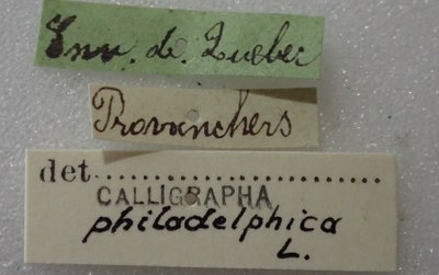 BE-RBINS-ENT Calligrapha_329 Calligrapha philadelphica Label.jpg BE-RBINS-ENT Calligrapha_329 Calligrapha philadelphica Label.jpg