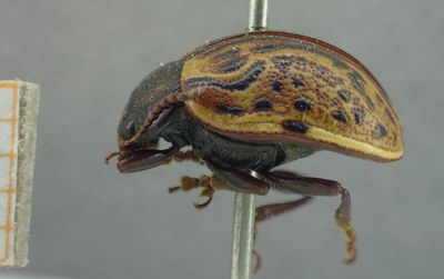 BE-RBINS-ENT Calligrapha_329 Calligrapha philadelphica Lateral.jpg BE-RBINS-ENT Calligrapha_329 Calligrapha philadelphica Lateral.jpg