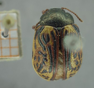 BE-RBINS-ENT Calligrapha_330 Calligrapha philadelphica Dorsal.jpg BE-RBINS-ENT Calligrapha_330 Calligrapha philadelphica Dorsal.jpg