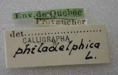 BE-RBINS-ENT Calligrapha_330 Calligrapha philadelphica Label.jpg BE-RBINS-ENT Calligrapha_330 Calligrapha philadelphica Label.jpg