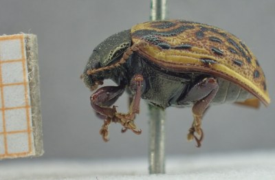 BE-RBINS-ENT Calligrapha_330 Calligrapha philadelphica Lateral.jpg BE-RBINS-ENT Calligrapha_330 Calligrapha philadelphica Lateral.jpg