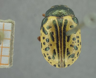 BE-RBINS-ENT Calligrapha_331 Calligrapha philadelphica Dorsal.jpg BE-RBINS-ENT Calligrapha_331 Calligrapha philadelphica Dorsal.jpg