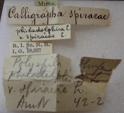 BE-RBINS-ENT Calligrapha_331 Calligrapha philadelphica Label.jpg BE-RBINS-ENT Calligrapha_331 Calligrapha philadelphica Label.jpg
