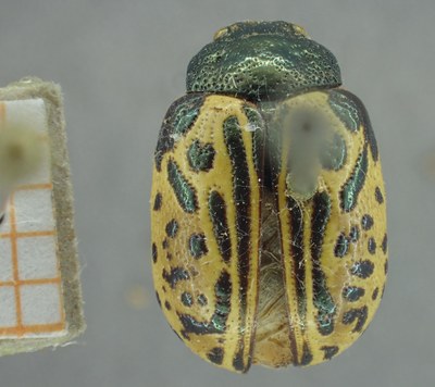 BE-RBINS-ENT Calligrapha_332 Calligrapha philadelphica Dorsal.jpg BE-RBINS-ENT Calligrapha_332 Calligrapha philadelphica Dorsal.jpg