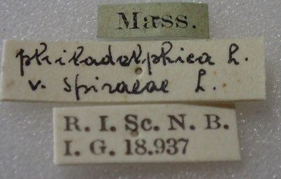 BE-RBINS-ENT Calligrapha_332 Calligrapha philadelphica Label.jpg BE-RBINS-ENT Calligrapha_332 Calligrapha philadelphica Label.jpg