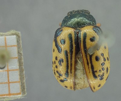 BE-RBINS-ENT Calligrapha_333 Calligrapha philadelphica Dorsal.jpg BE-RBINS-ENT Calligrapha_333 Calligrapha philadelphica Dorsal.jpg