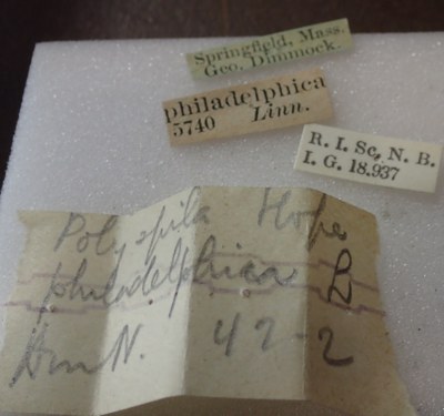 BE-RBINS-ENT Calligrapha_333 Calligrapha philadelphica Label.jpg BE-RBINS-ENT Calligrapha_333 Calligrapha philadelphica Label.jpg