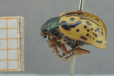 BE-RBINS-ENT Calligrapha_333 Calligrapha philadelphica Lateral.jpg BE-RBINS-ENT Calligrapha_333 Calligrapha philadelphica Lateral.jpg