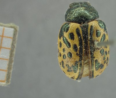 BE-RBINS-ENT Calligrapha_334 Calligrapha philadelphica Dorsal.jpg BE-RBINS-ENT Calligrapha_334 Calligrapha philadelphica Dorsal.jpg