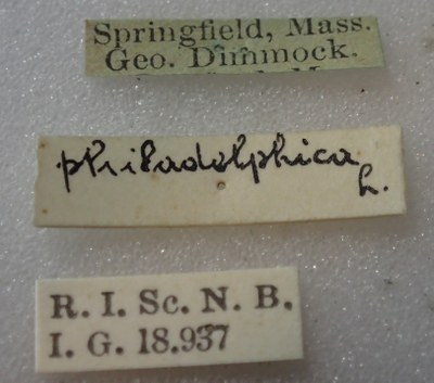 BE-RBINS-ENT Calligrapha_334 Calligrapha philadelphica Label.jpg BE-RBINS-ENT Calligrapha_334 Calligrapha philadelphica Label.jpg