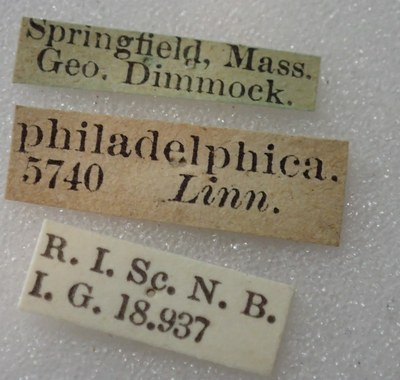 BE-RBINS-ENT Calligrapha_335 Calligrapha philadelphica Label.jpg BE-RBINS-ENT Calligrapha_335 Calligrapha philadelphica Label.jpg