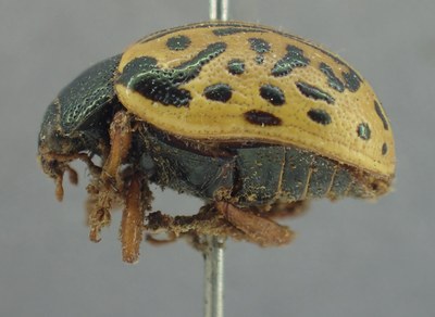 BE-RBINS-ENT Calligrapha_335 Calligrapha philadelphica Lateral.jpg BE-RBINS-ENT Calligrapha_335 Calligrapha philadelphica Lateral.jpg