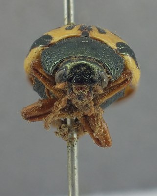 BE-RBINS-ENT Calligrapha_335 Calligrapha philadelphica Frontal.jpg BE-RBINS-ENT Calligrapha_335 Calligrapha philadelphica Frontal.jpg