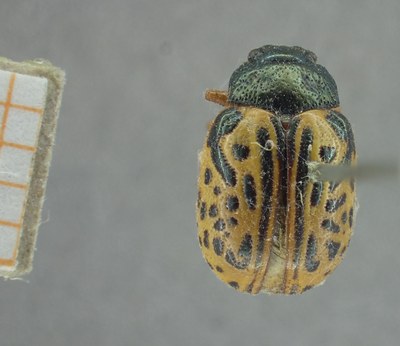 BE-RBINS-ENT Calligrapha_336 Calligrapha philadelphica Dorsal.jpg BE-RBINS-ENT Calligrapha_336 Calligrapha philadelphica Dorsal.jpg